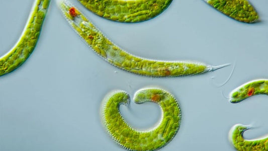 Euglena a Chlorella: Dva mikroskopické zázraky v jednom nápoji